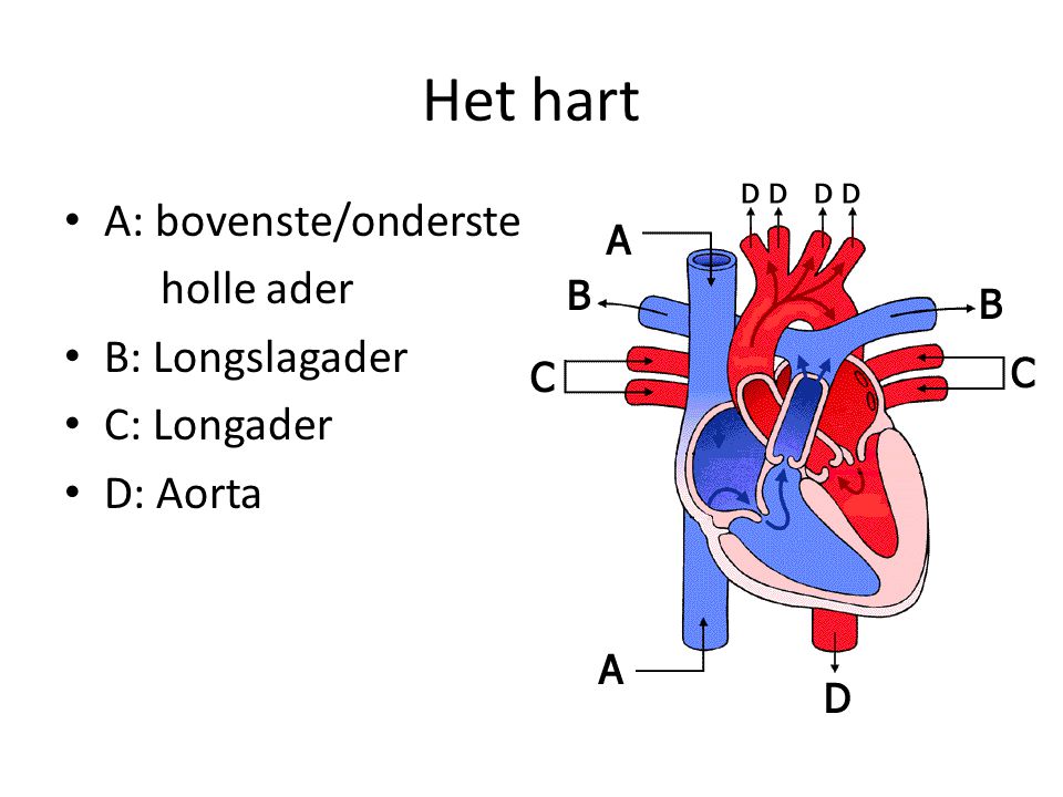 Het hart A: bovenste/onderste holle ader B: Longslagader C: Longader