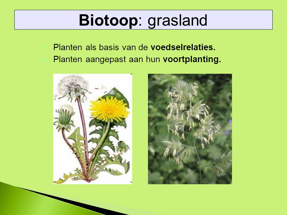 Biotoop: grasland Planten als basis van de voedselrelaties.