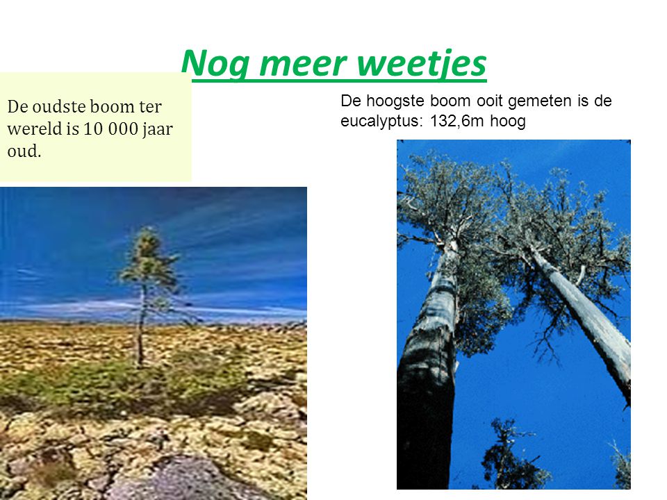 Nog meer weetjes De oudste boom ter wereld is jaar oud.