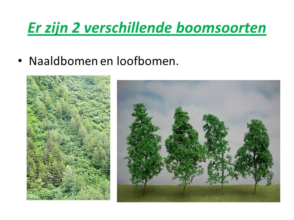 Er zijn 2 verschillende boomsoorten