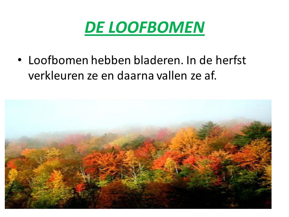 DE LOOFBOMEN Loofbomen hebben bladeren. In de herfst verkleuren ze en daarna vallen ze af.
