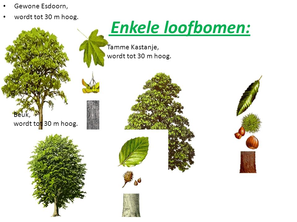 Enkele loofbomen: Gewone Esdoorn, wordt tot 30 m hoog. Tamme Kastanje,