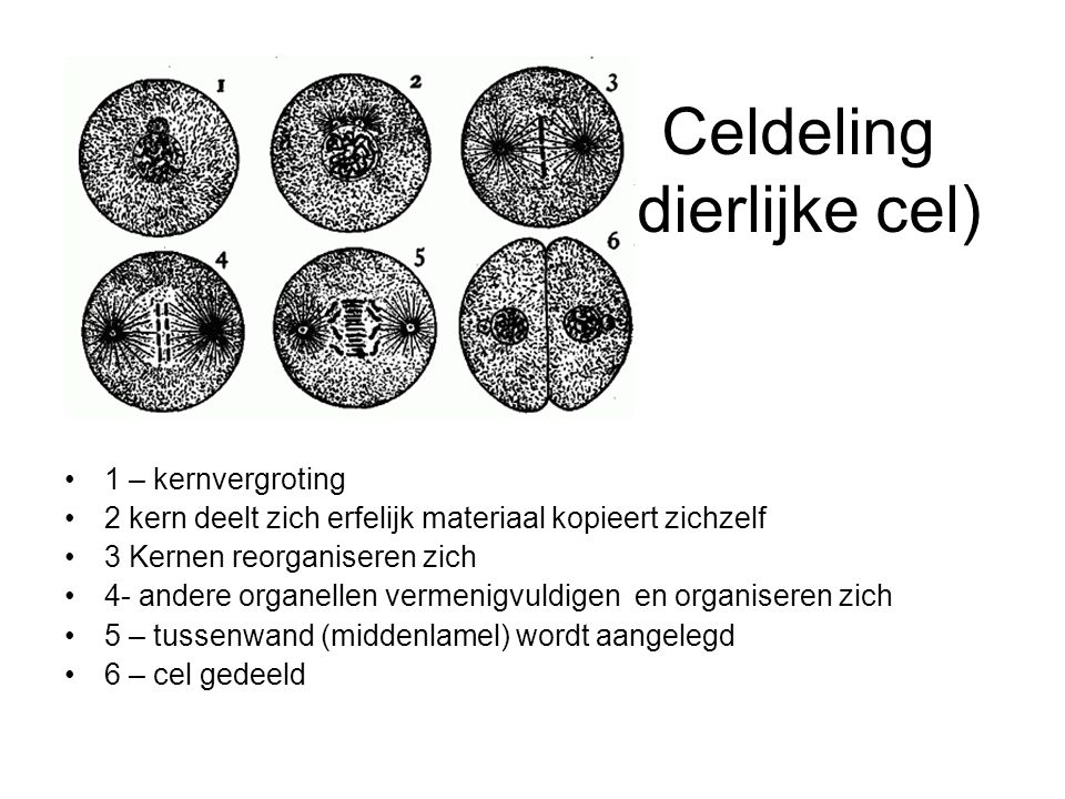 Celdeling (dierlijke cel)