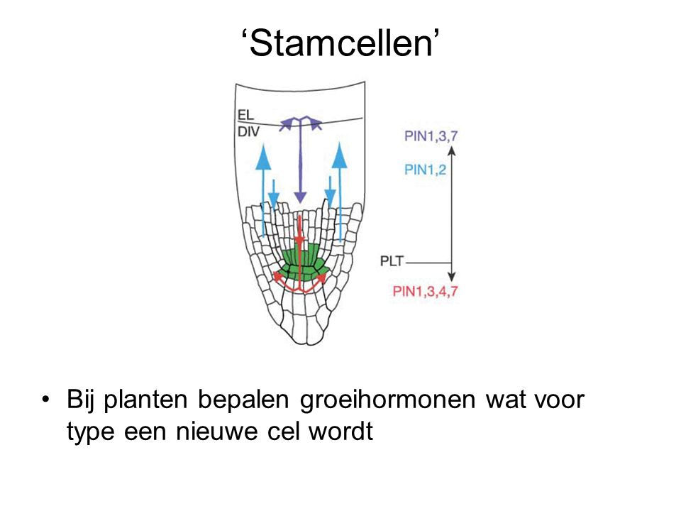 ‘Stamcellen’ Bij planten bepalen groeihormonen wat voor type een nieuwe cel wordt