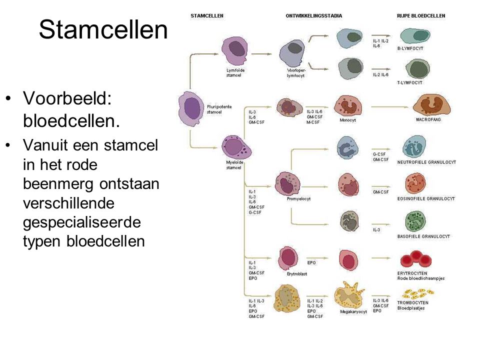 Stamcellen Voorbeeld: bloedcellen.