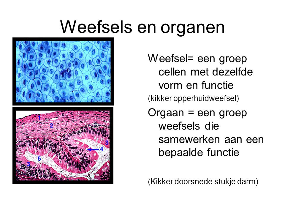 Weefsels en organen Weefsel= een groep cellen met dezelfde vorm en functie. (kikker opperhuidweefsel)