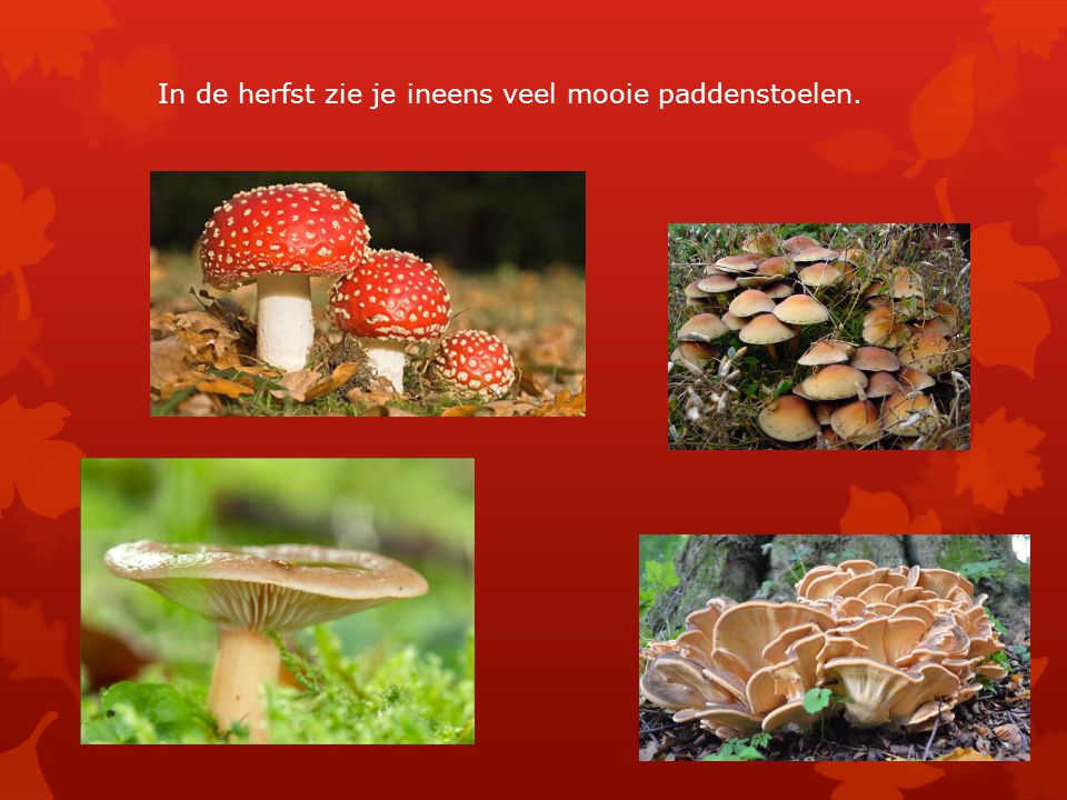 In de herfst zie je ineens veel mooie paddenstoelen.