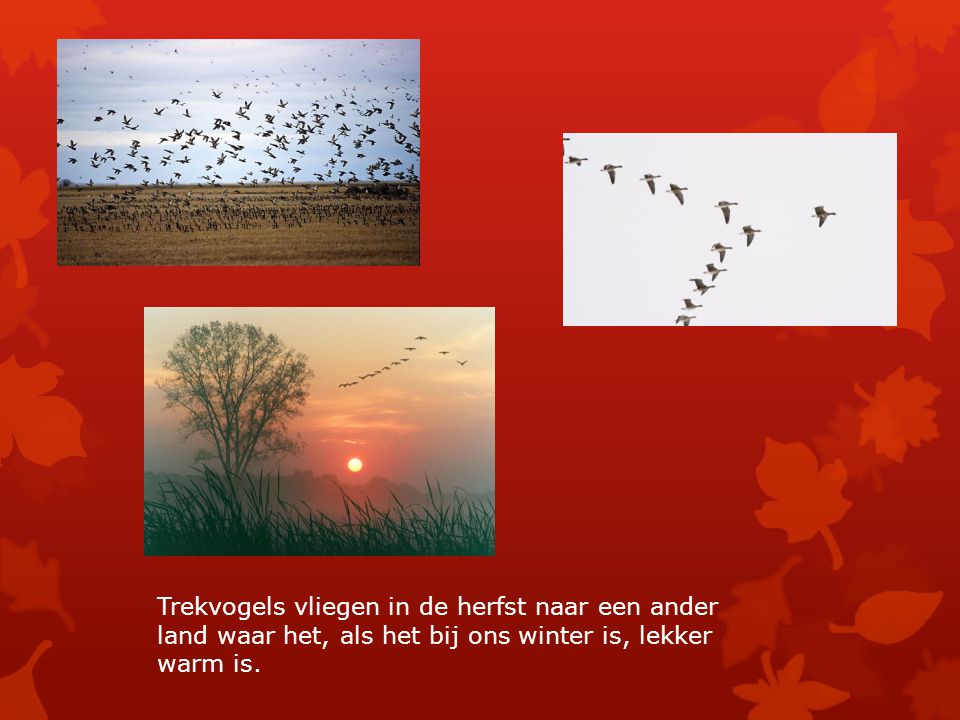 Trekvogels vliegen in de herfst naar een ander land waar het, als het bij ons winter is, lekker warm is.