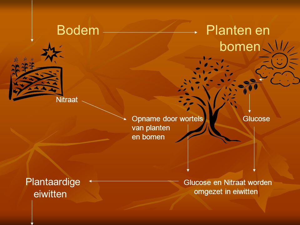 Bodem Planten en bomen Plantaardige eiwitten Nitraat