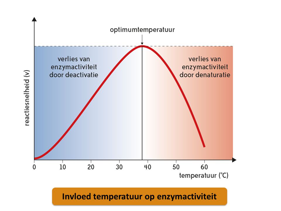 Invloed temperatuur op enzymactiviteit