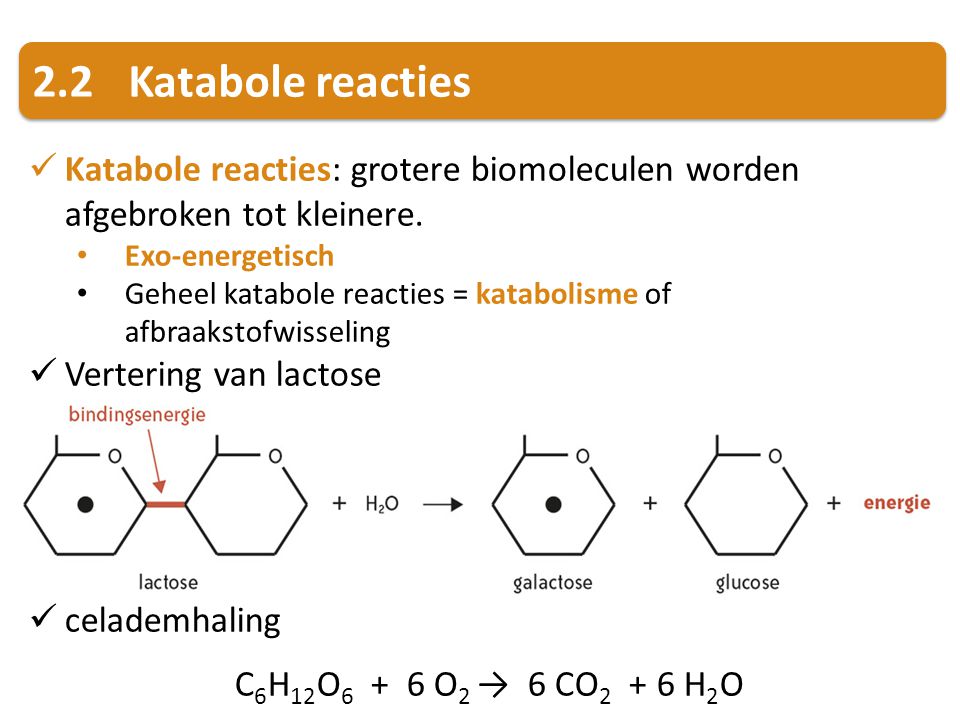 2.2 Katabole reacties Katabole reacties: grotere biomoleculen worden afgebroken tot kleinere. Exo-energetisch.