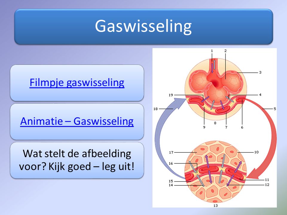 Gaswisseling Filmpje gaswisseling Animatie – Gaswisseling