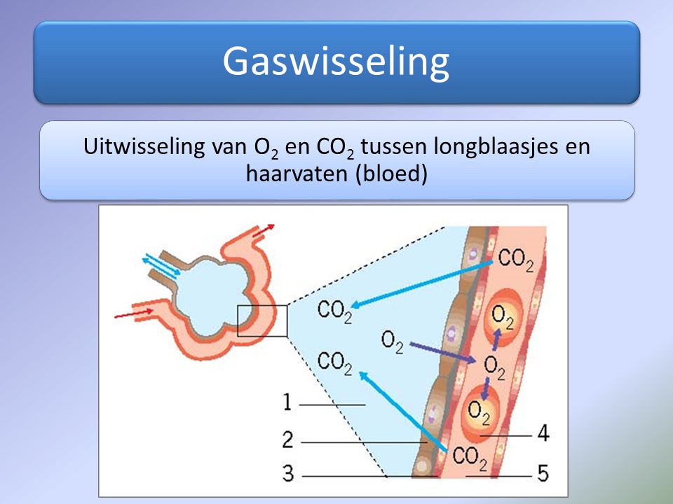 Uitwisseling van O2 en CO2 tussen longblaasjes en haarvaten (bloed)