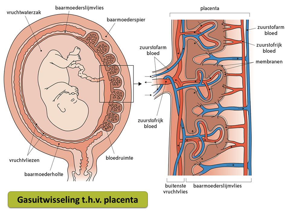 Gasuitwisseling t.h.v. placenta
