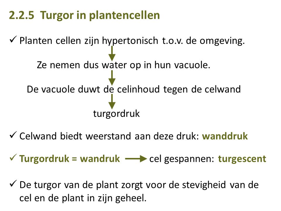2.2.5 Turgor in plantencellen