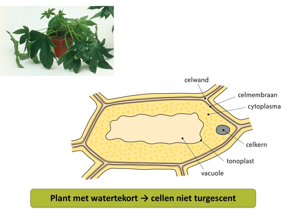 Plant met watertekort → cellen niet turgescent