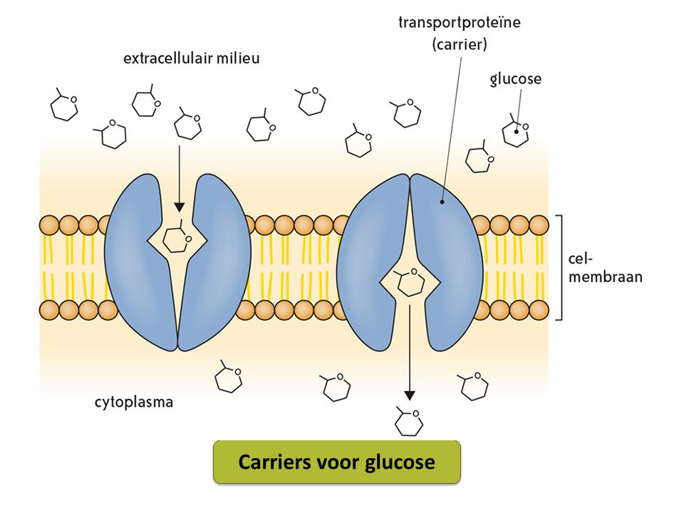 Carriers voor glucose