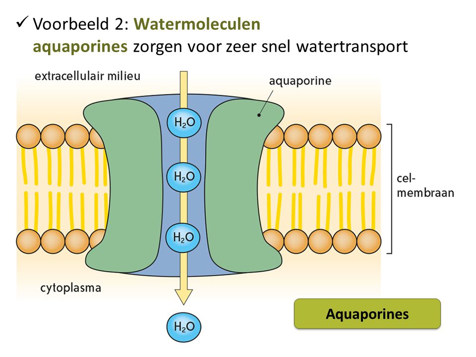 Voorbeeld 2: Watermoleculen