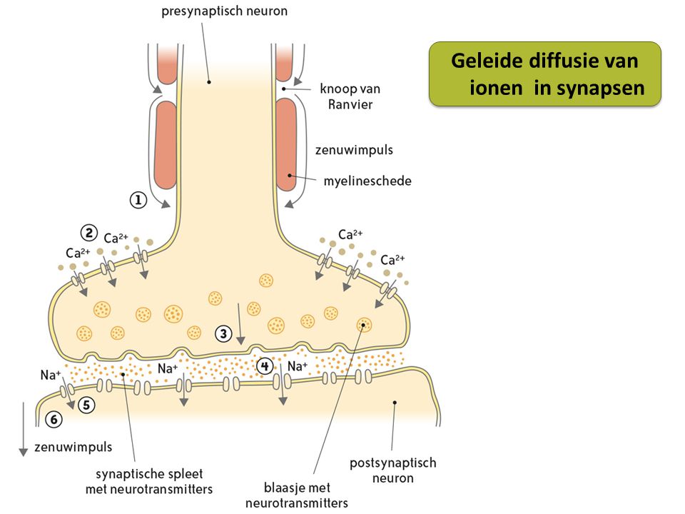Geleide diffusie van ionen in synapsen