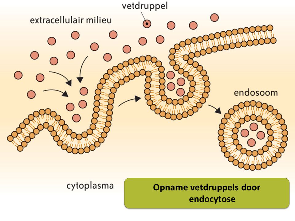 Opname vetdruppels door endocytose