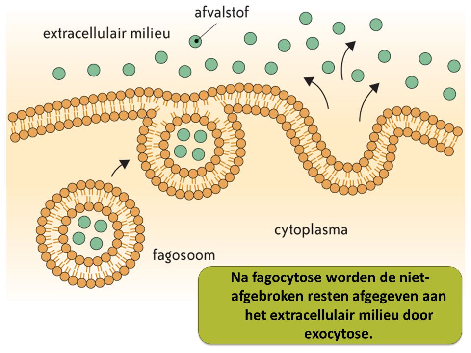 Na fagocytose worden de niet-afgebroken resten afgegeven aan het extracellulair milieu door exocytose.