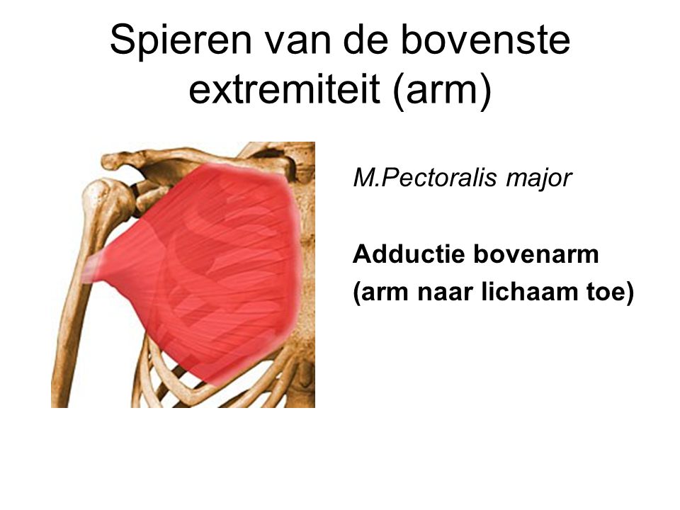 Spieren van de bovenste extremiteit (arm)