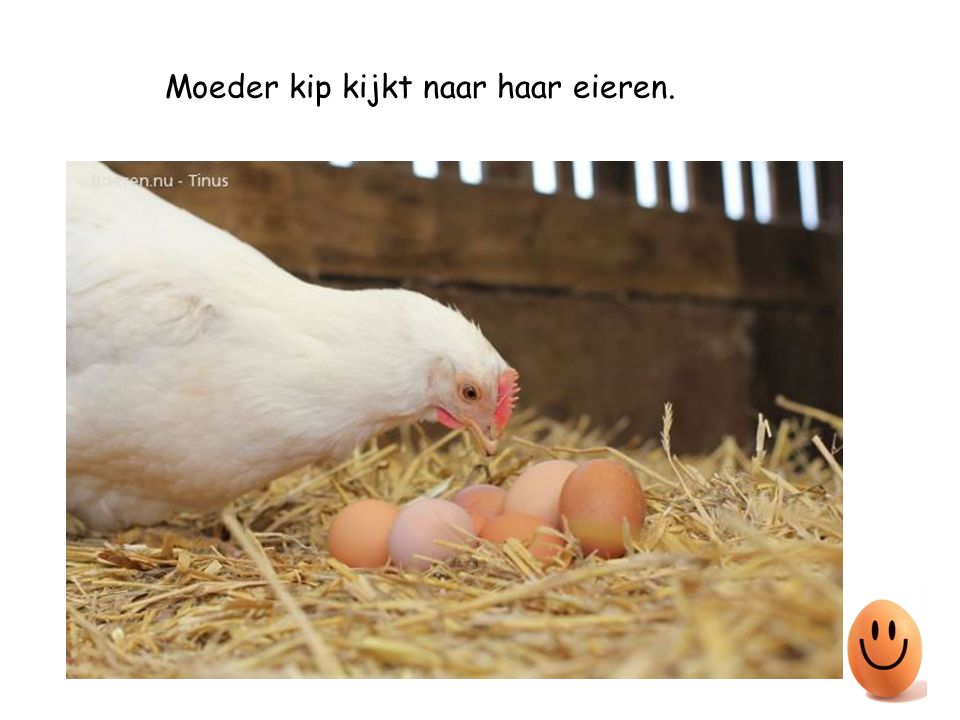 Moeder kip kijkt naar haar eieren.