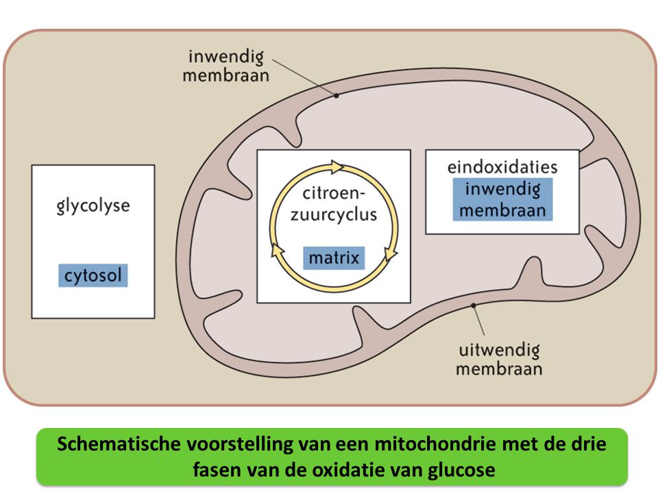 Schematische voorstelling van een mitochondrie met de drie fasen van de oxidatie van glucose