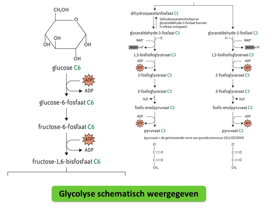 Glycolyse schematisch weergegeven