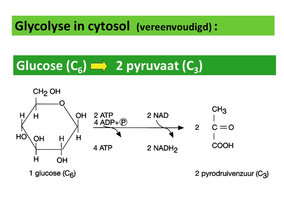 Glycolyse in cytosol (vereenvoudigd) :