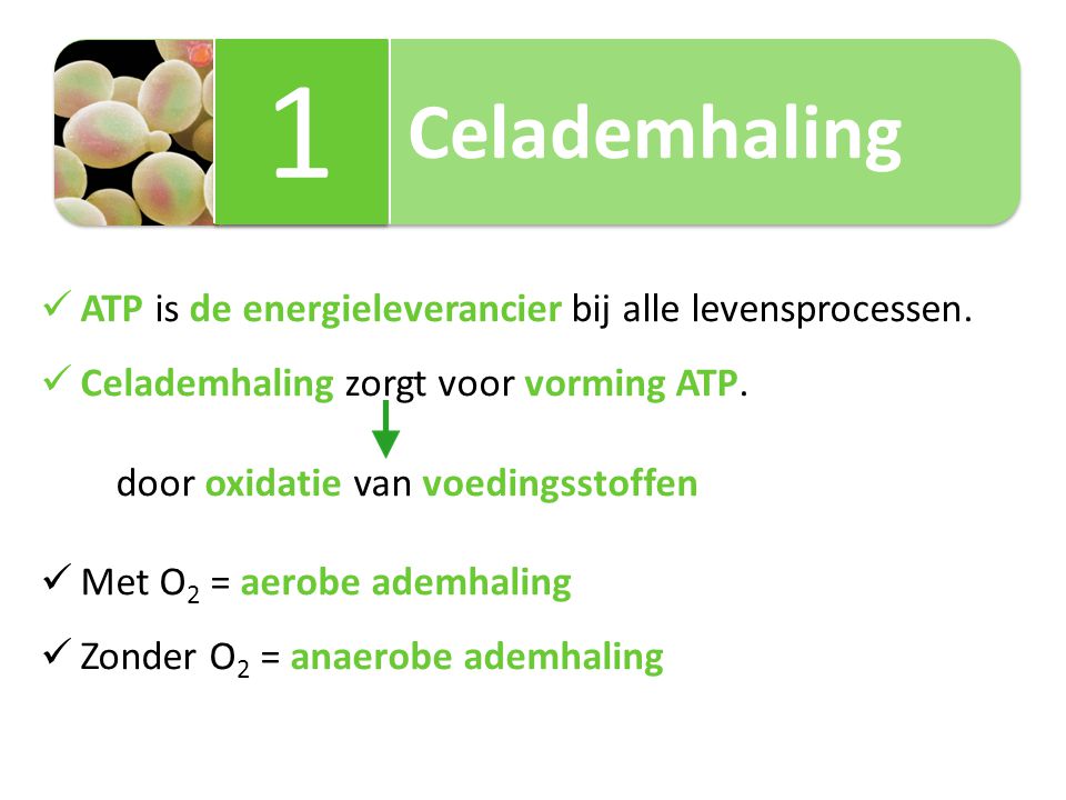 1 Celademhaling ATP is de energieleverancier bij alle levensprocessen.