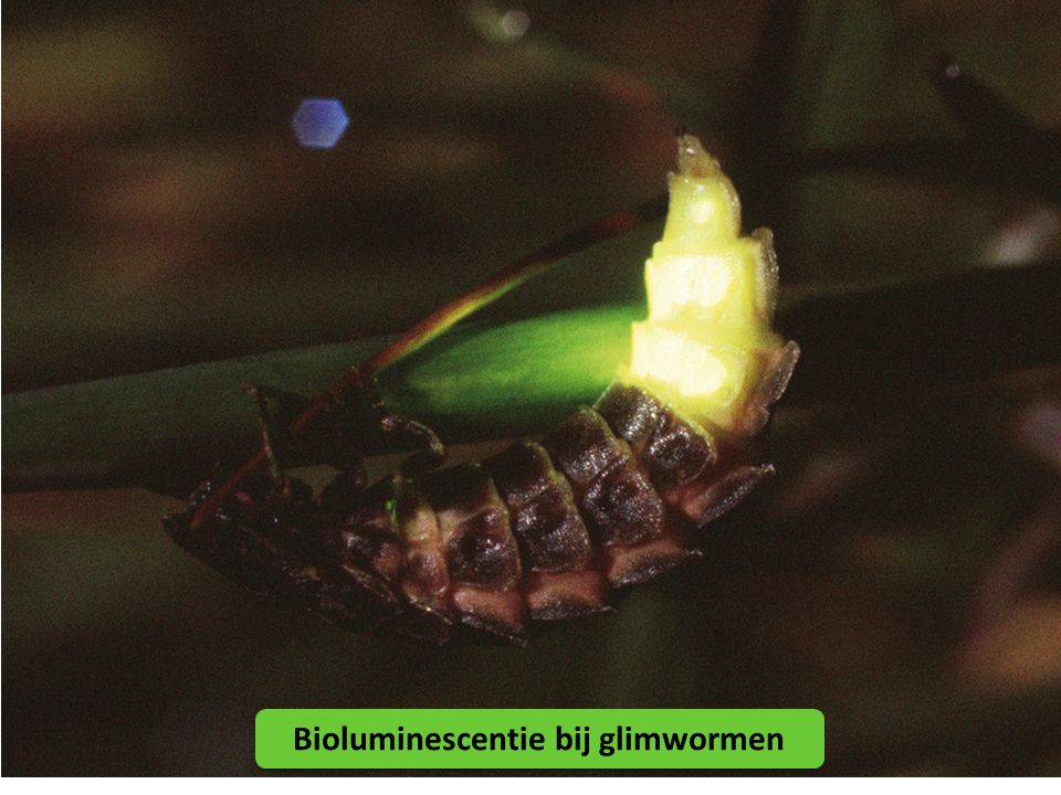 Bioluminescentie bij glimwormen
