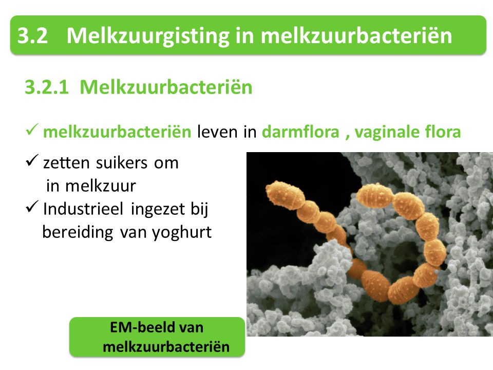 EM-beeld van melkzuurbacteriën