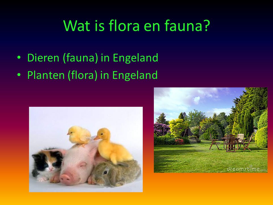 Wat is flora en fauna Dieren (fauna) in Engeland