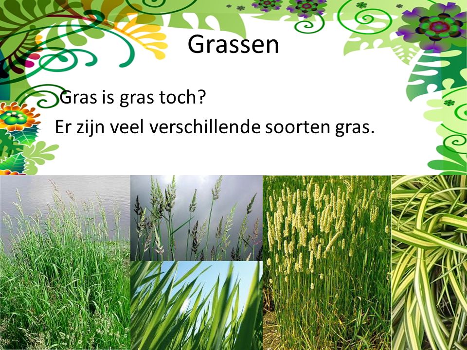 Grassen Gras is gras toch Er zijn veel verschillende soorten gras.