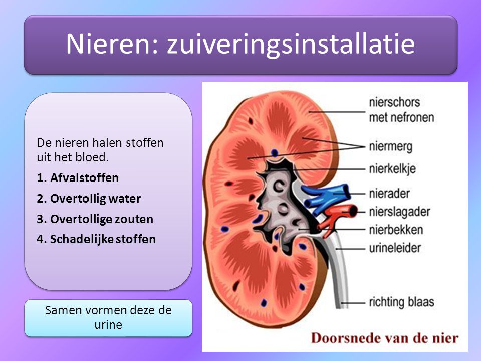 Nieren: zuiveringsinstallatie
