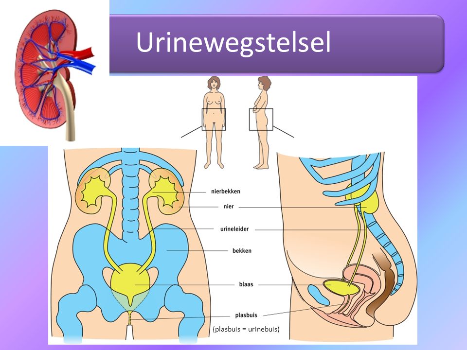 Urinewegstelsel (plasbuis = urinebuis)