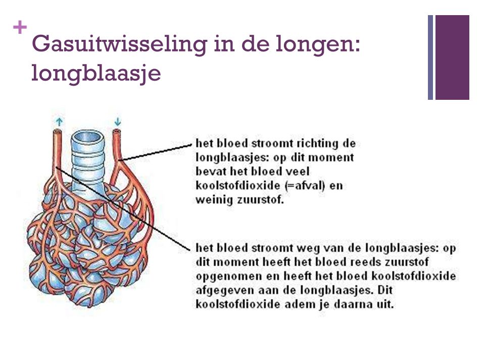 Gasuitwisseling in de longen: longblaasje