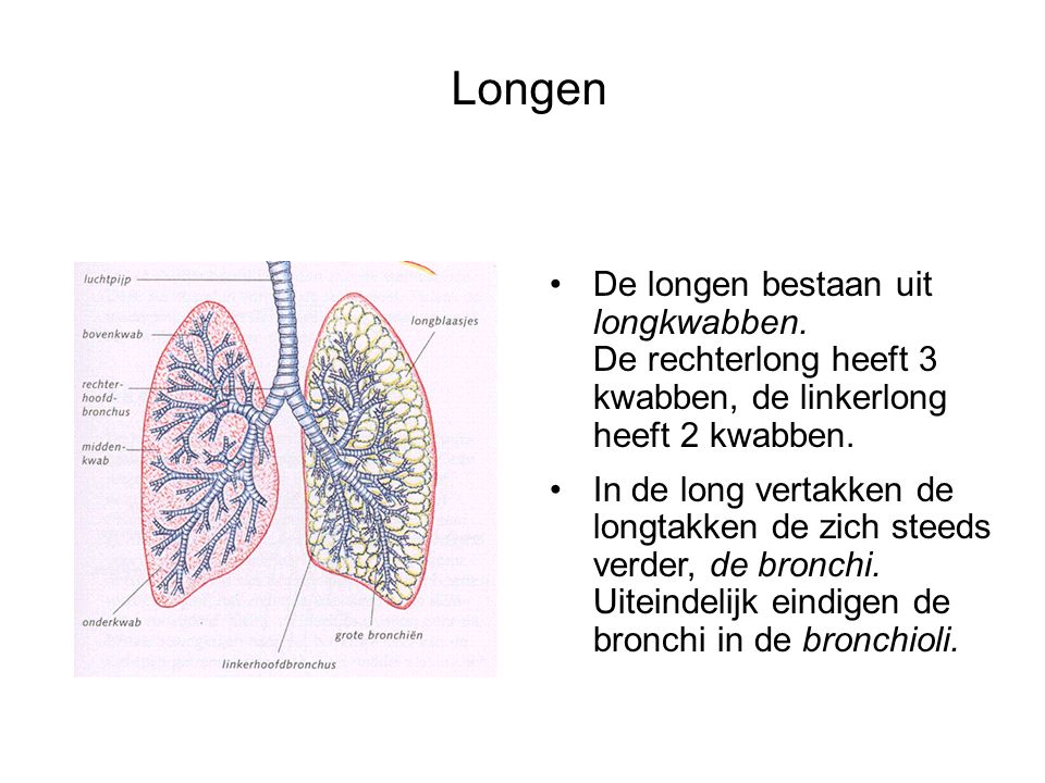 Longen De longen bestaan uit longkwabben. De rechterlong heeft 3 kwabben, de linkerlong heeft 2 kwabben.