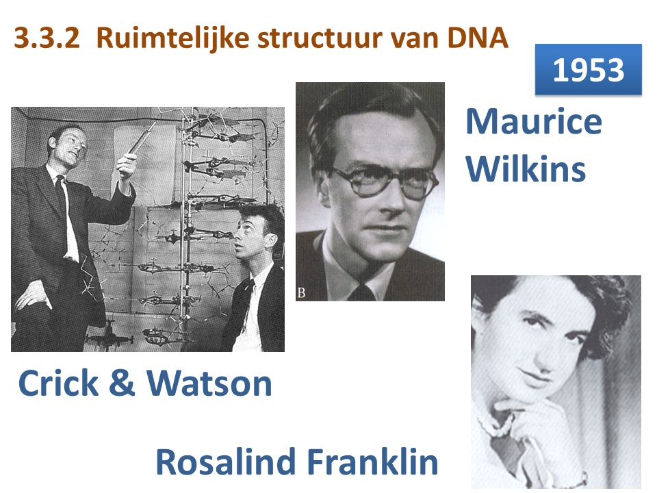 Maurice Wilkins Crick & Watson Rosalind Franklin 1953