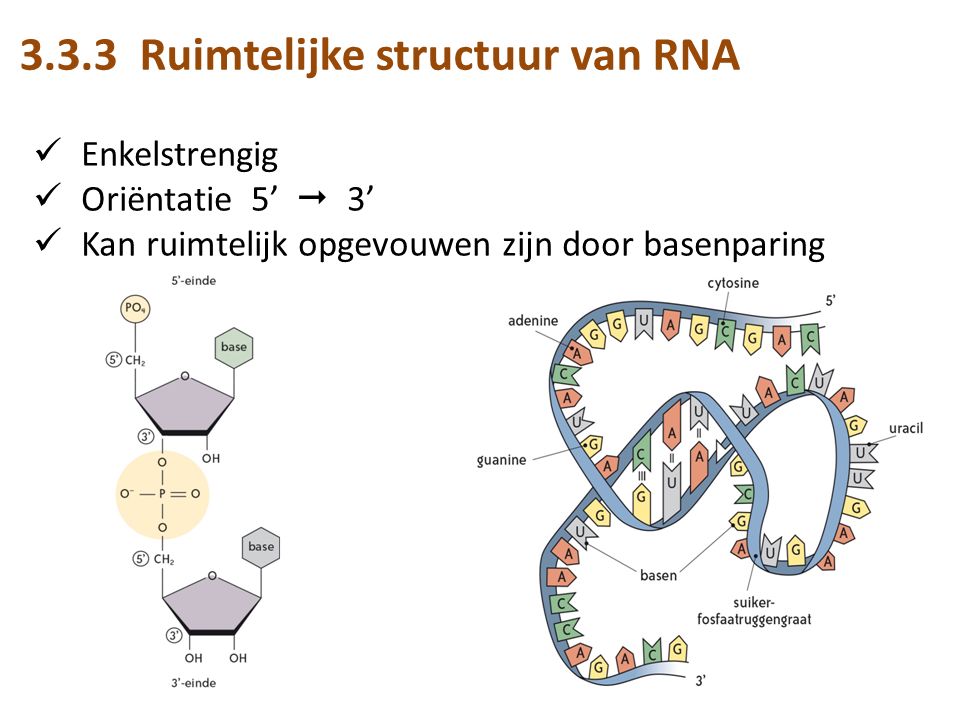 3.3.3 Ruimtelijke structuur van RNA