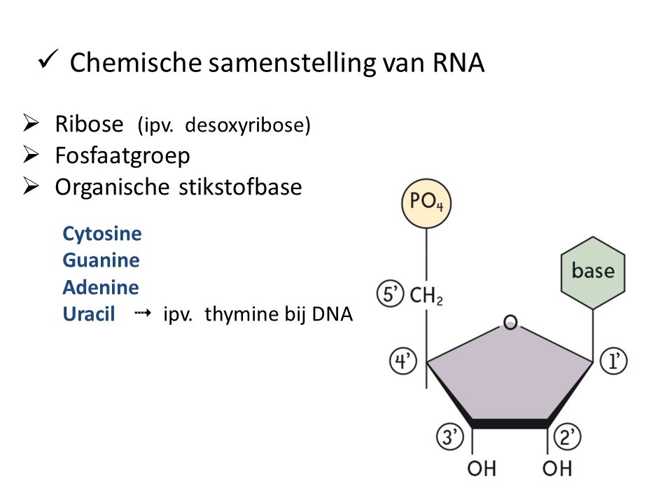 Chemische samenstelling van RNA