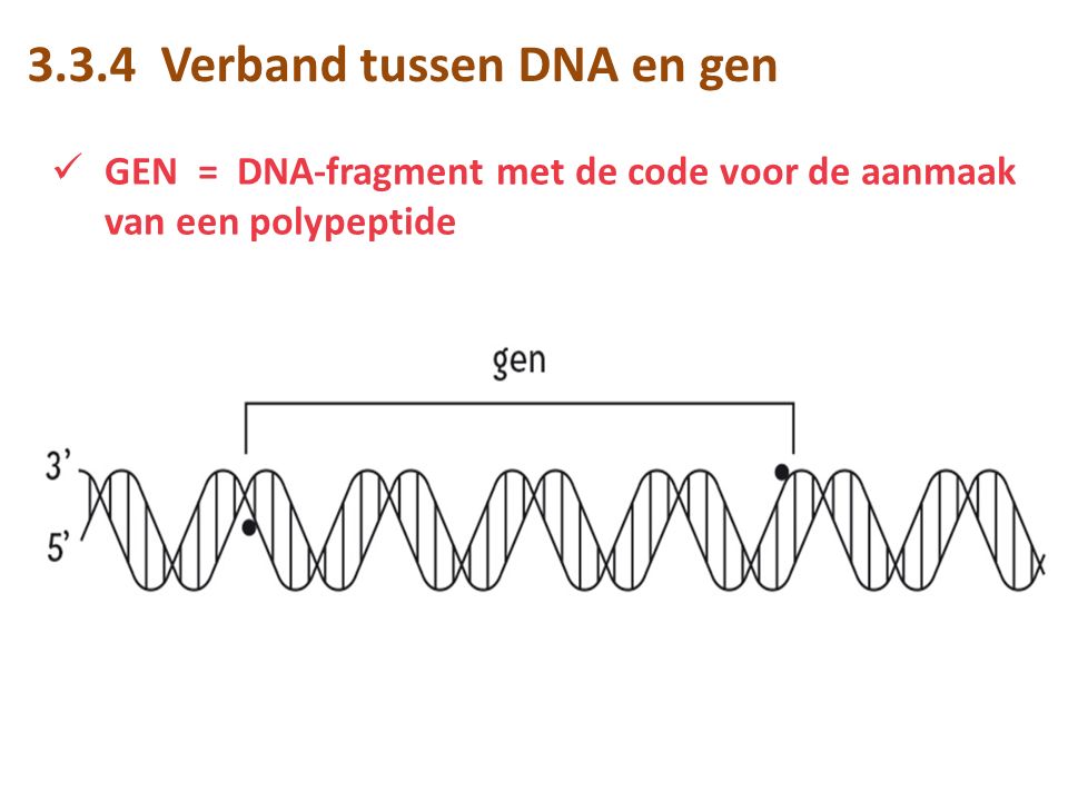 3.3.4 Verband tussen DNA en gen