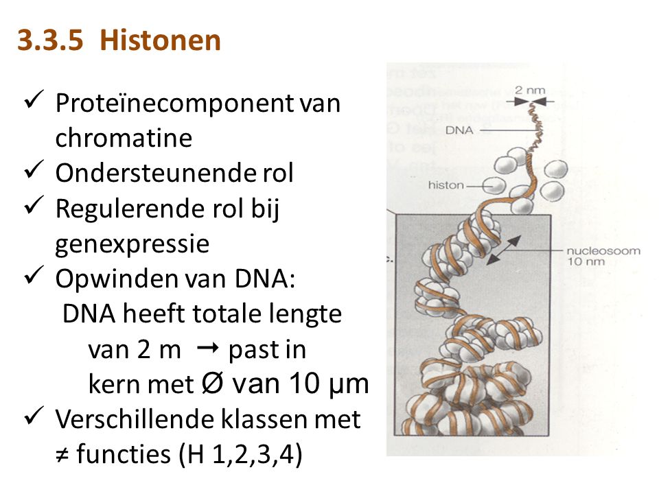 3.3.5 Histonen Proteïnecomponent van chromatine Ondersteunende rol