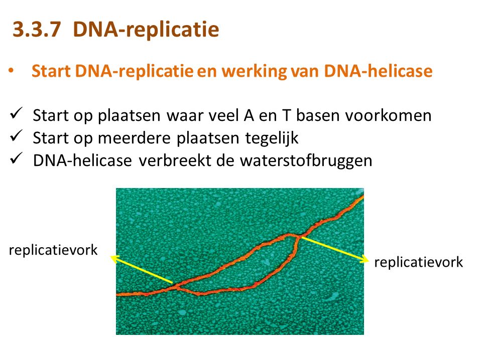 3.3.7 DNA-replicatie Start DNA-replicatie en werking van DNA-helicase