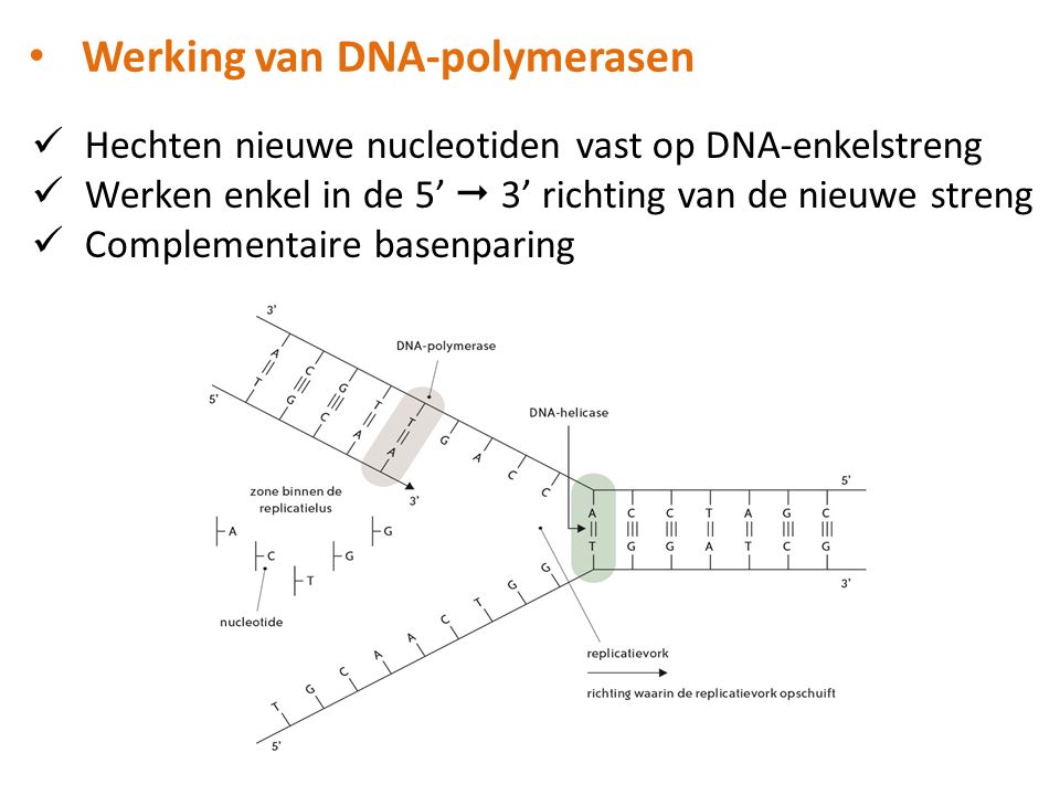 Werking van DNA-polymerasen
