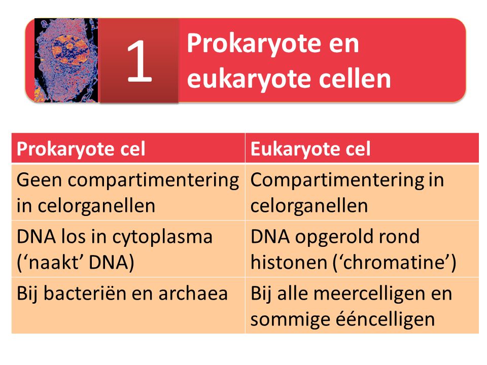 1 Prokaryote cel Eukaryote cel Geen compartimentering in celorganellen