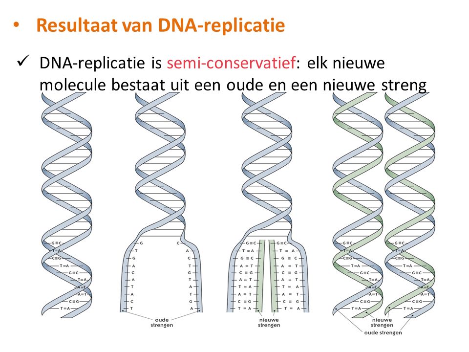 Resultaat van DNA-replicatie