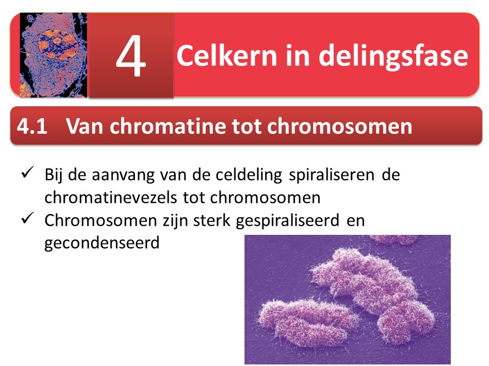 4 4.1 Van chromatine tot chromosomen Celkern in delingsfase