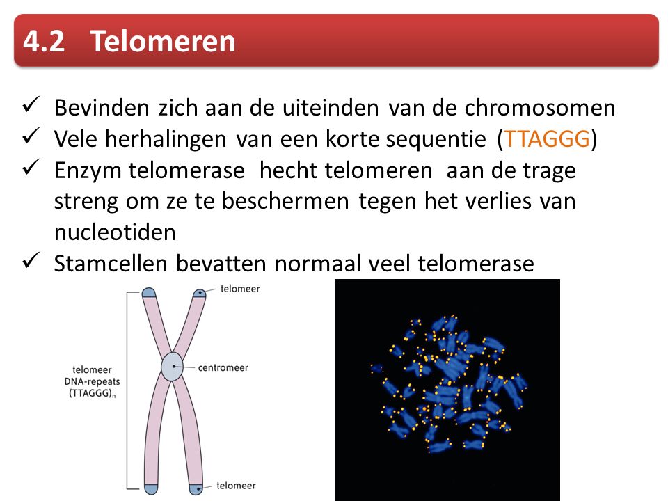 4.2 Telomeren Bevinden zich aan de uiteinden van de chromosomen